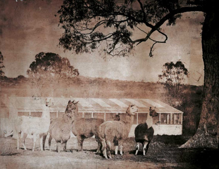 alpacas at Woodlands in Bathurst,  New South Wales, c.1864.