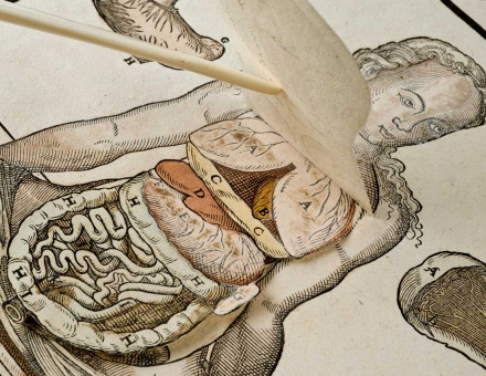 Anatomical fugitive sheets, Wellcome Collection.