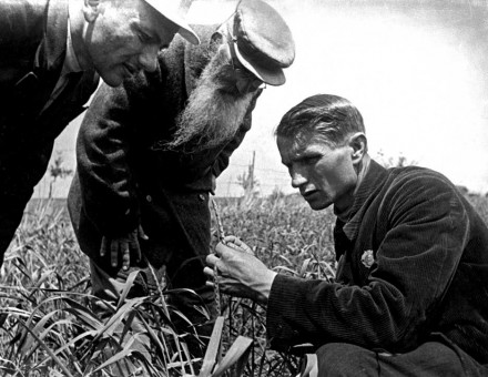 Trofim Lysenko measuring the growth  of wheat on one of  the kolkhoz fields  near Odessa, Ukrainian SSR, c.1930s.